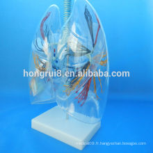 VENTES CHAUDES Modèle de segment pulmonaire transparent anatomique humain transparent poumon